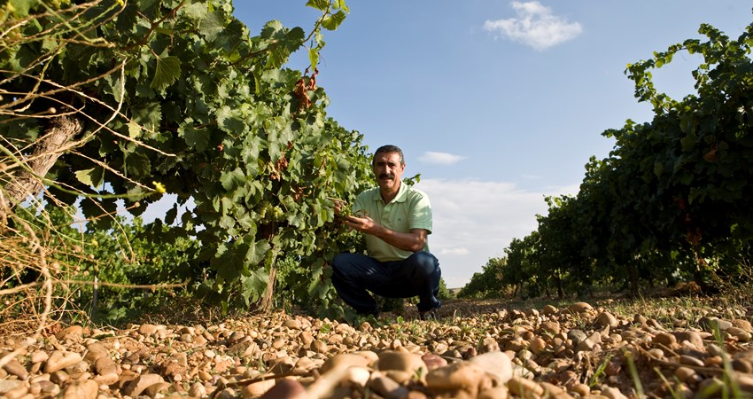 Although born in El Bierzo, José Antonio Merayo opened his Val de Vid winery in Rueda