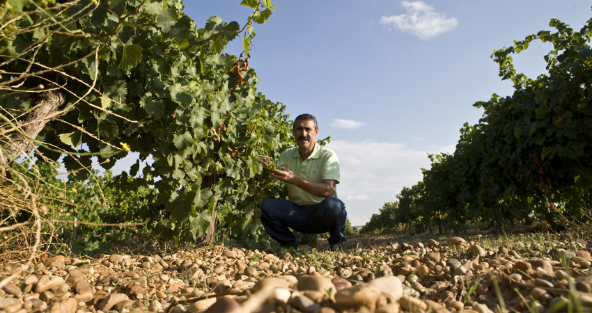 Although born in El Bierzo, José Antonio Merayo opened his Val de Vid winery in Rueda
