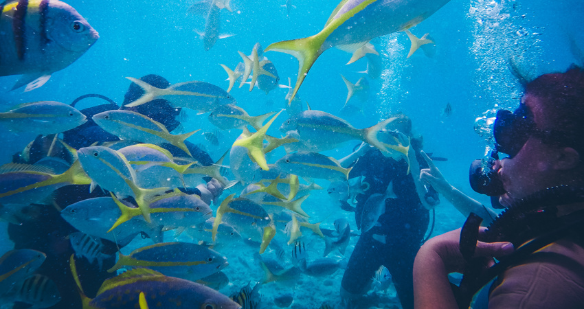 Diving in Maria la gorda