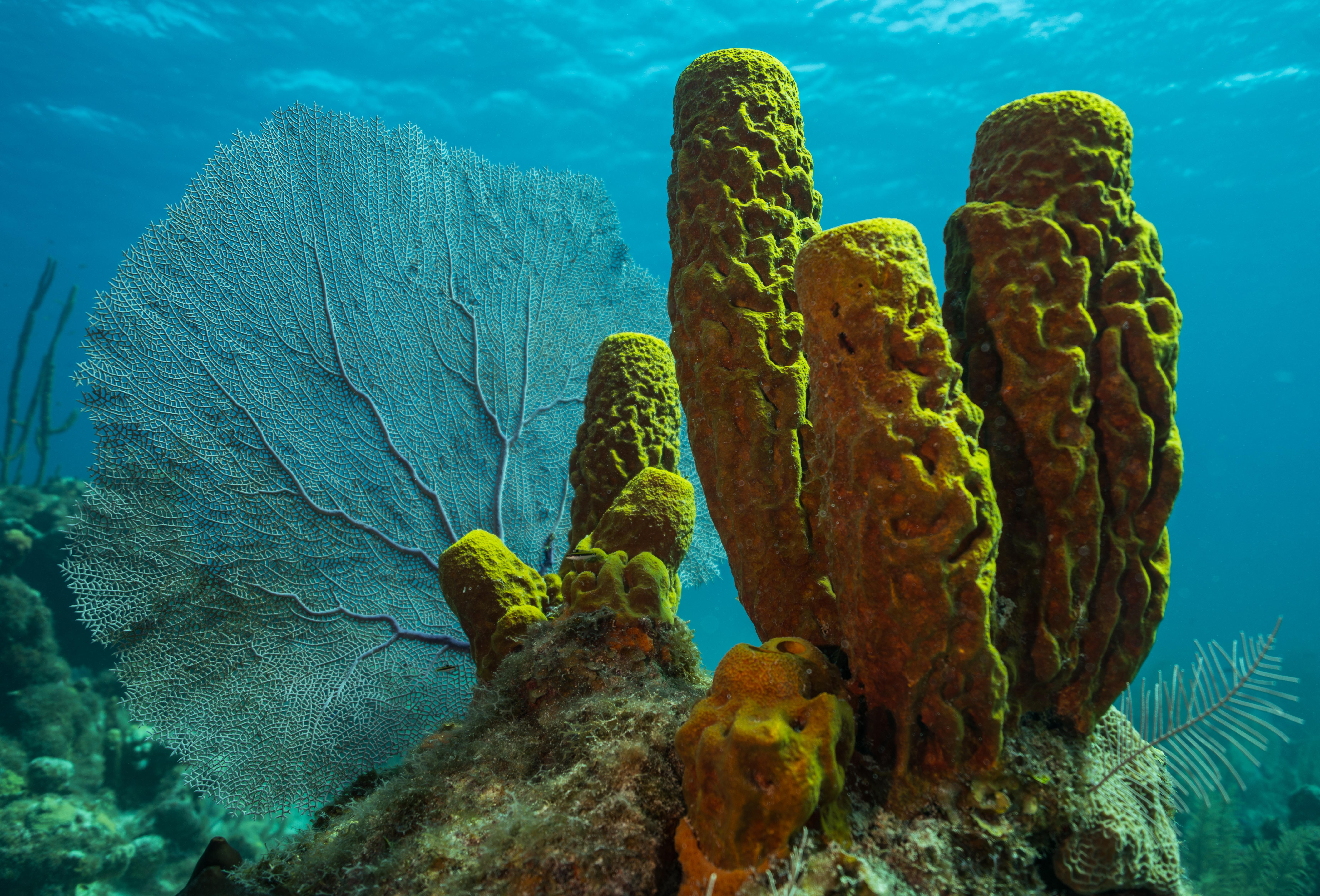 Yellow sponges around the Isla de la Juventud, in Cuba
