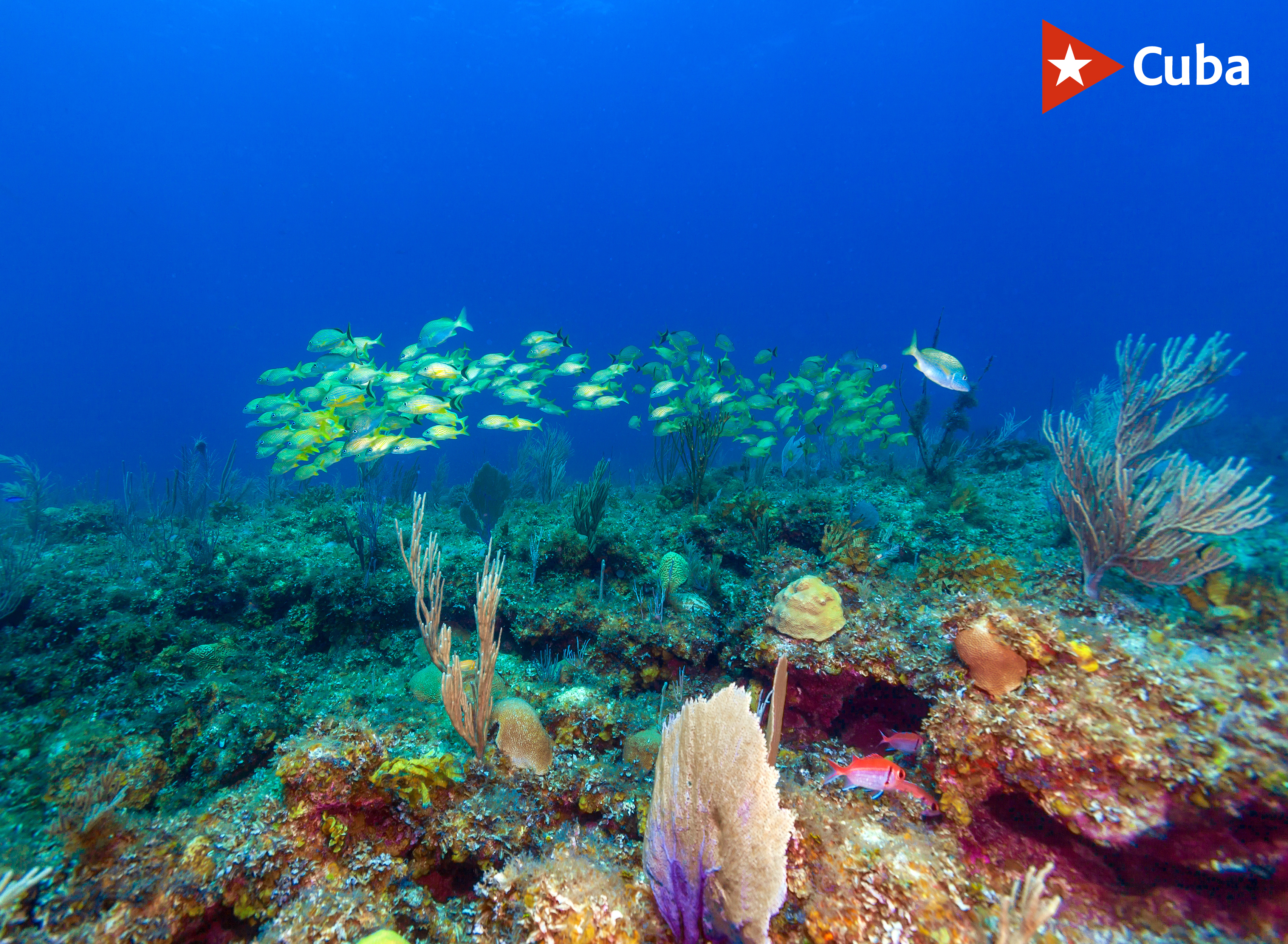 School of yellow snappers near coral reef, Cayo Largo, Cuba