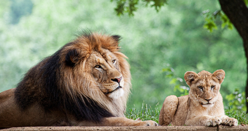 Smithsonian National Zoological Park 