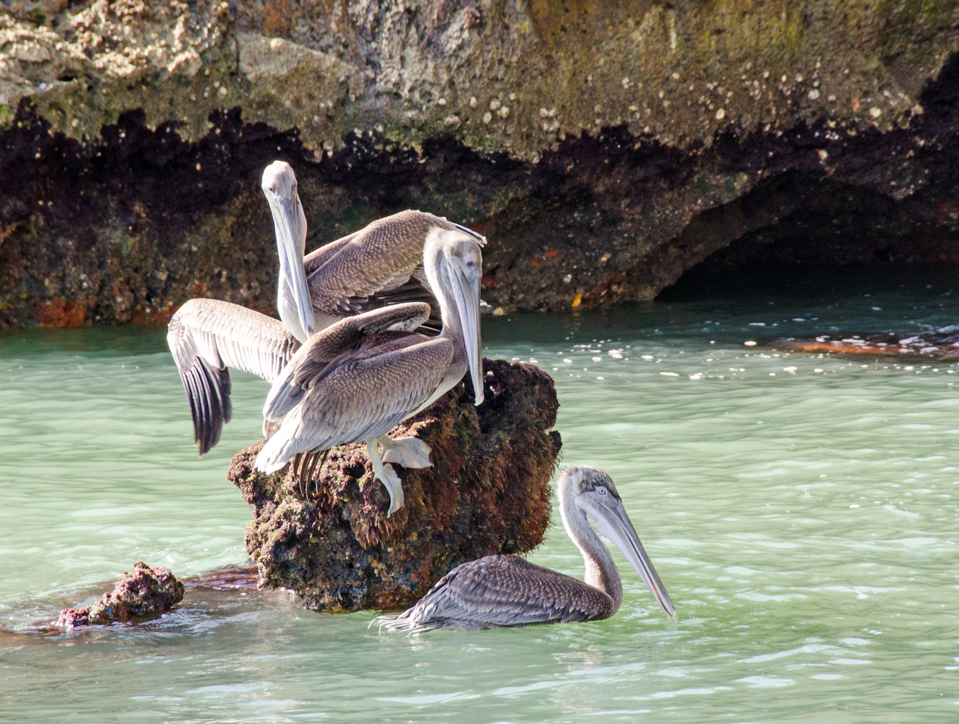 Pelícanos en el Parque Nacional Los Haitises