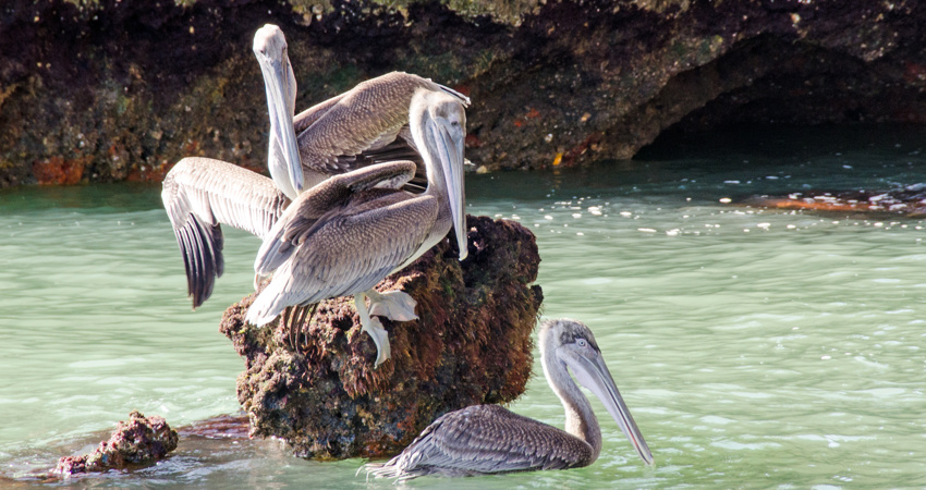 Pelícanos en el Parque Nacional Los Haitises