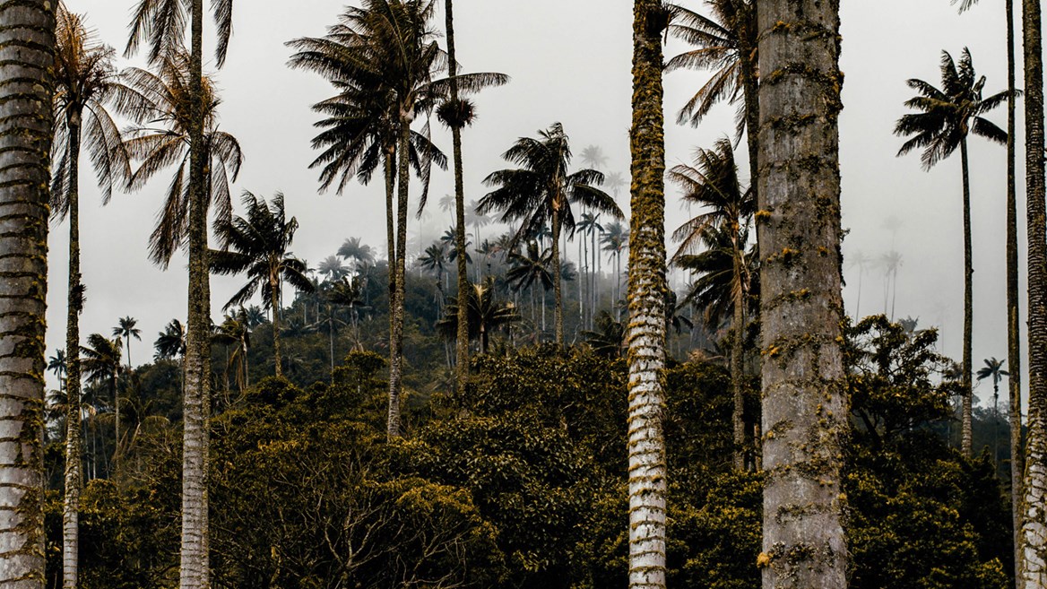 Valle del Cocora