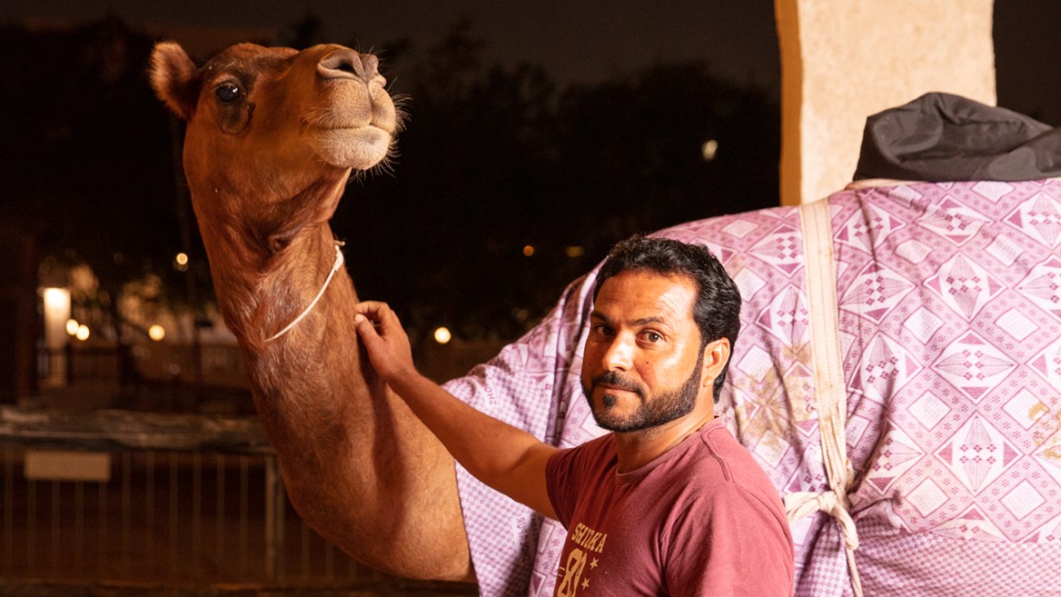 Racing camel