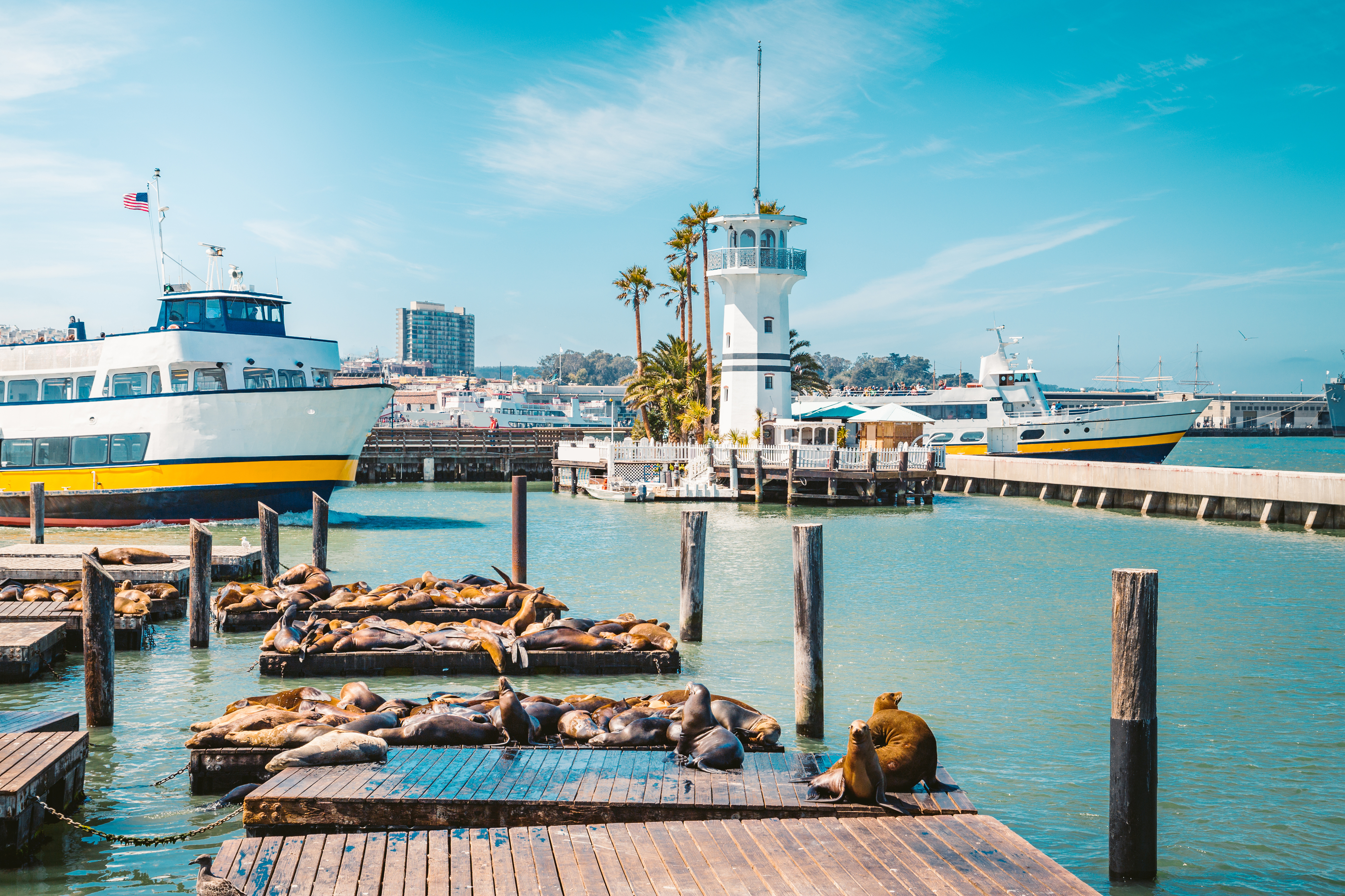 The sea lions at Pier 39, resting on a sunny day