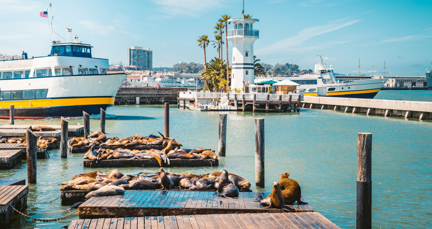 The sea lions at Pier 39, resting on a sunny day