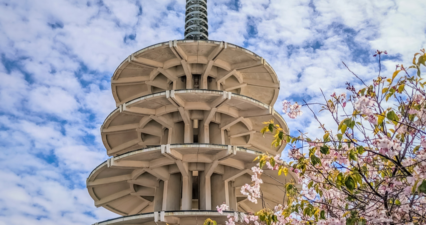 The Peace Pagoda with the cherry blossom trees