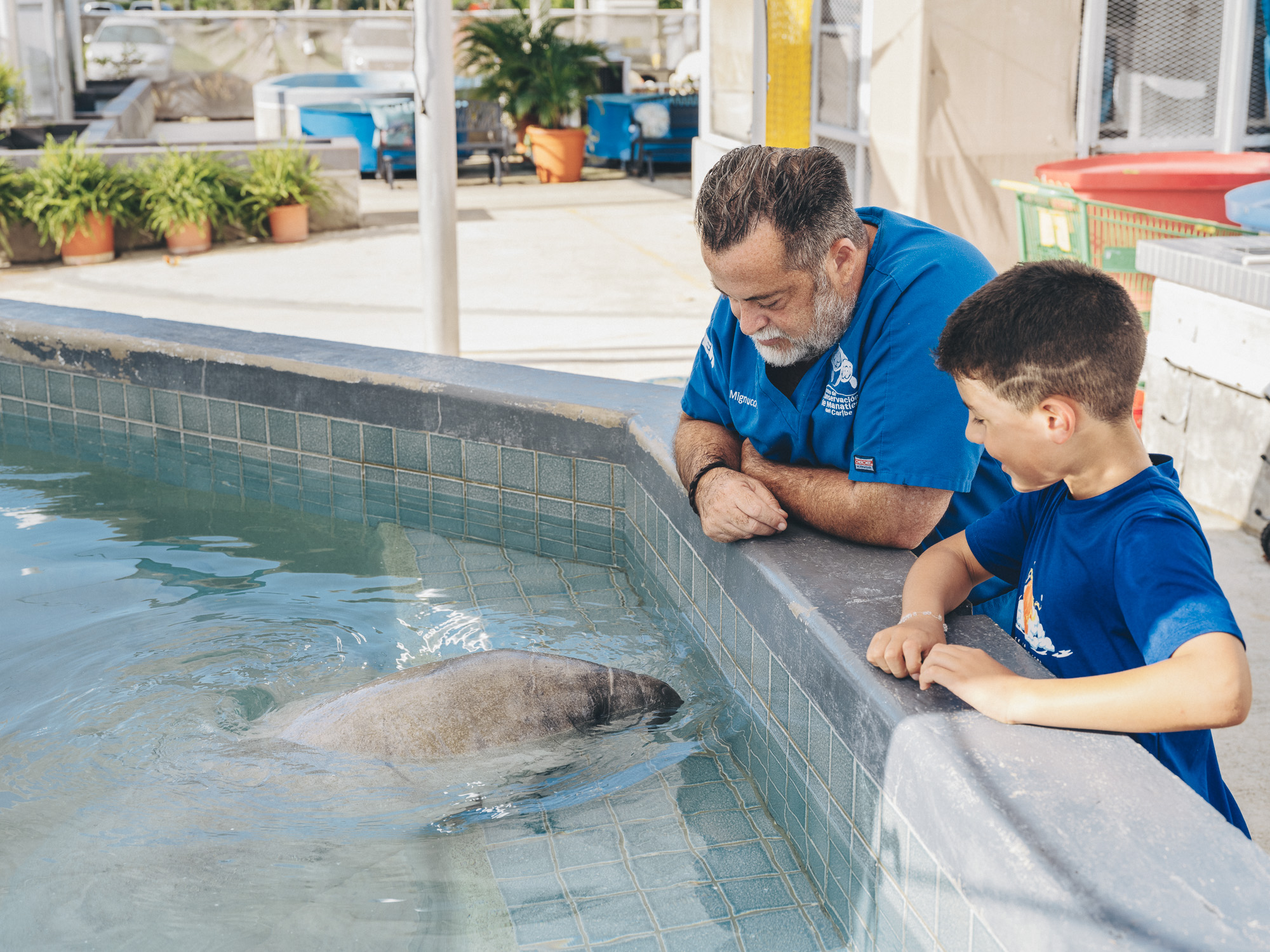Centro de Conservación de Manatíes del Caribe trabaja para proteger una especie tan especial como son los manatíes