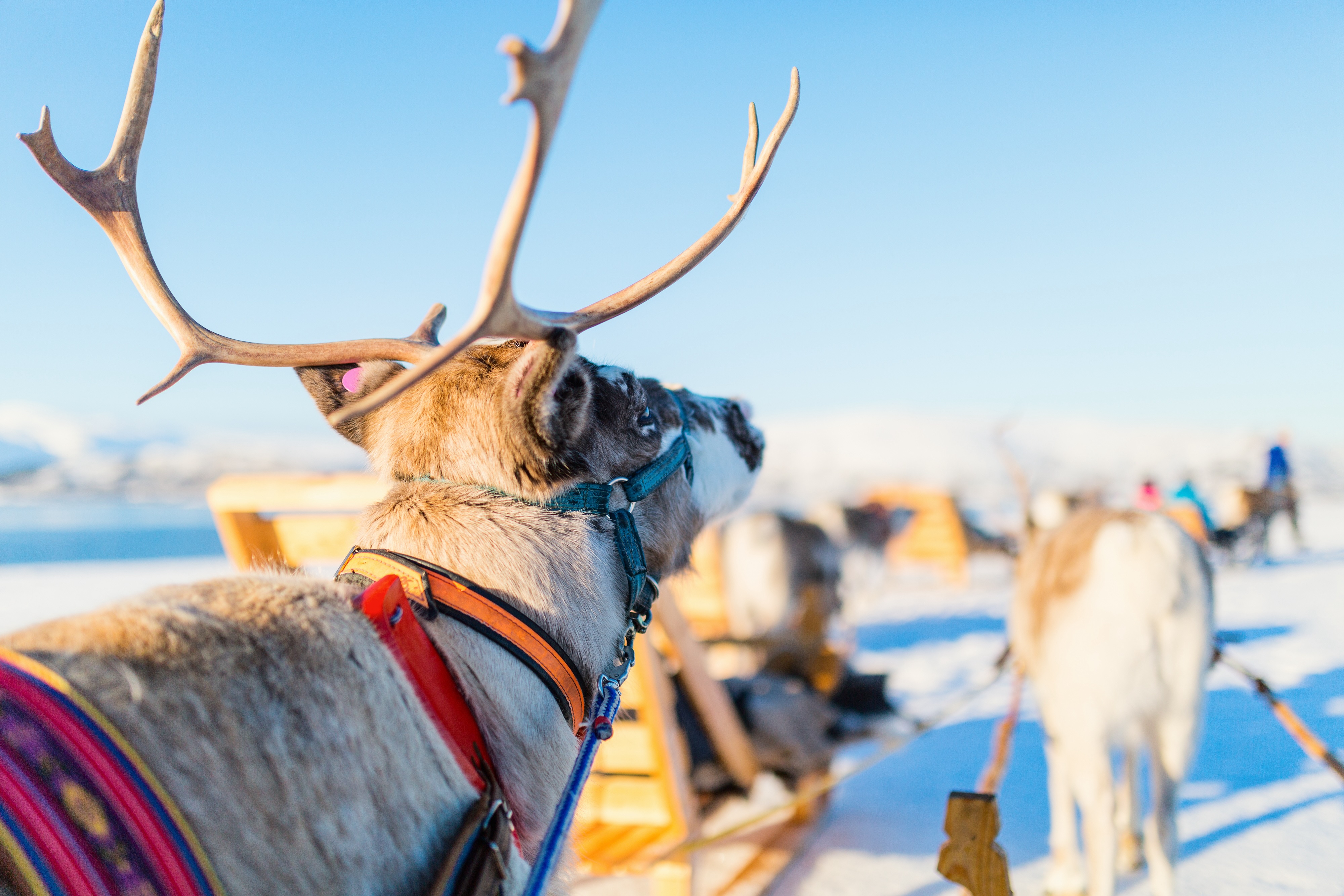 Travel to Tromsø for 27 000 Avios. In the picture, a reindeer pulls a wooden sledge.