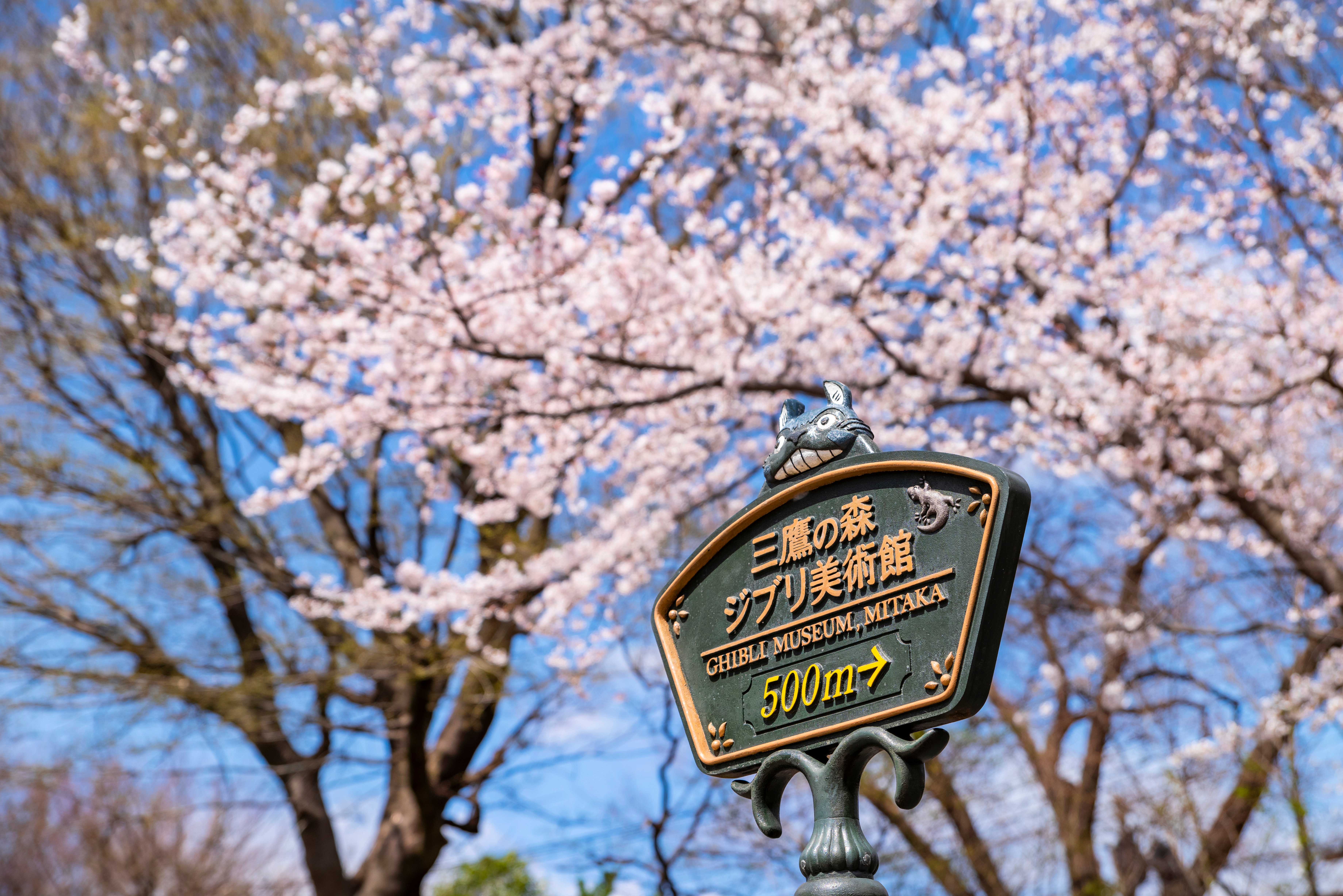 In the picture, one of the green and yellow metal signs leading to the Ghibli Museum, surrounded by cherry blossom trees