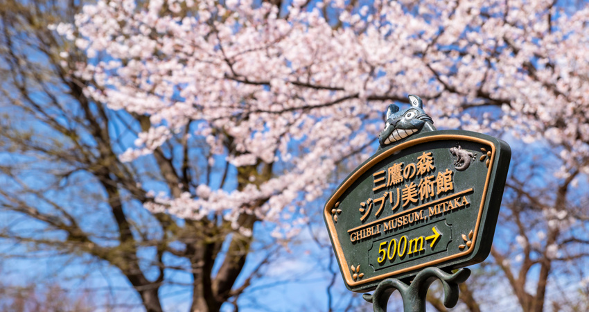In the picture, one of the green and yellow metal signs leading to the Ghibli Museum, surrounded by cherry blossom trees