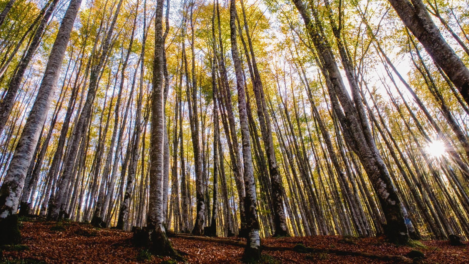 One of the most spectacular beech forests in Europe: the Irati forest. 