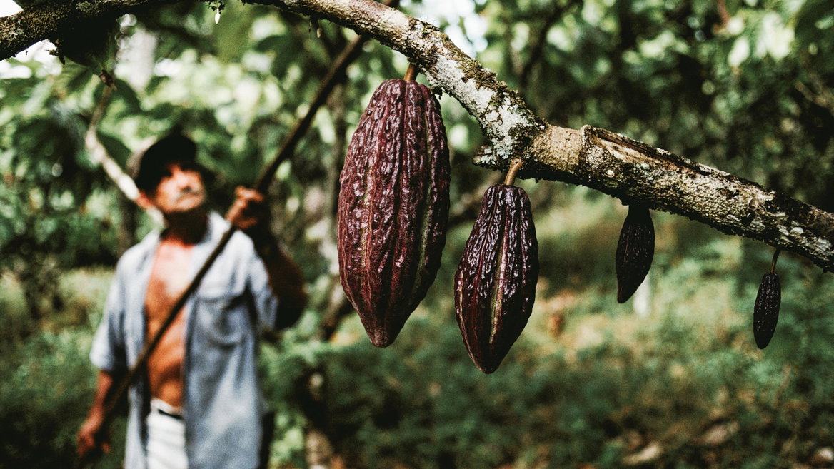 La Hacienda La Danesa, epicentro de la producción de cacao ecuatoriano