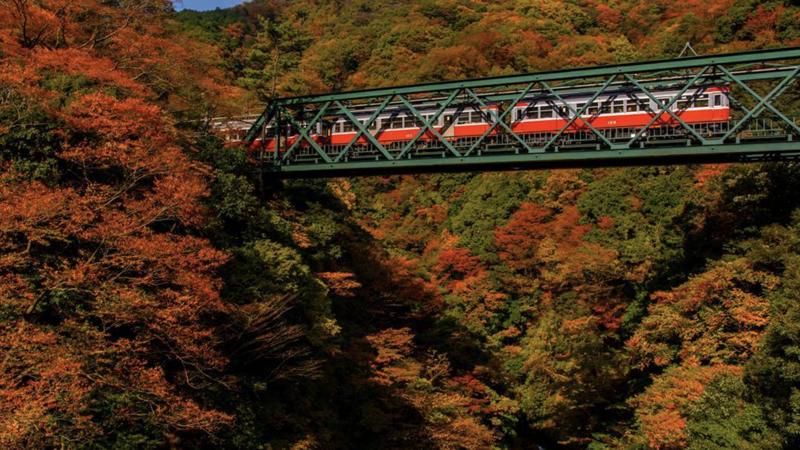 A bordo del tren Hakone Tosan se bucea entre bosques de color