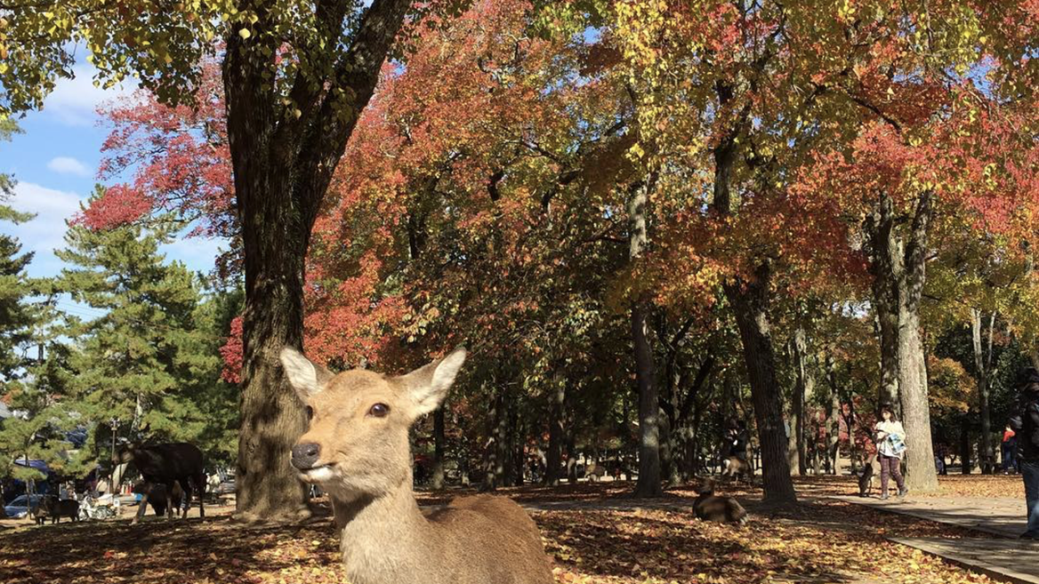 En el parque Nara pasean más de 1000 ciervos sika