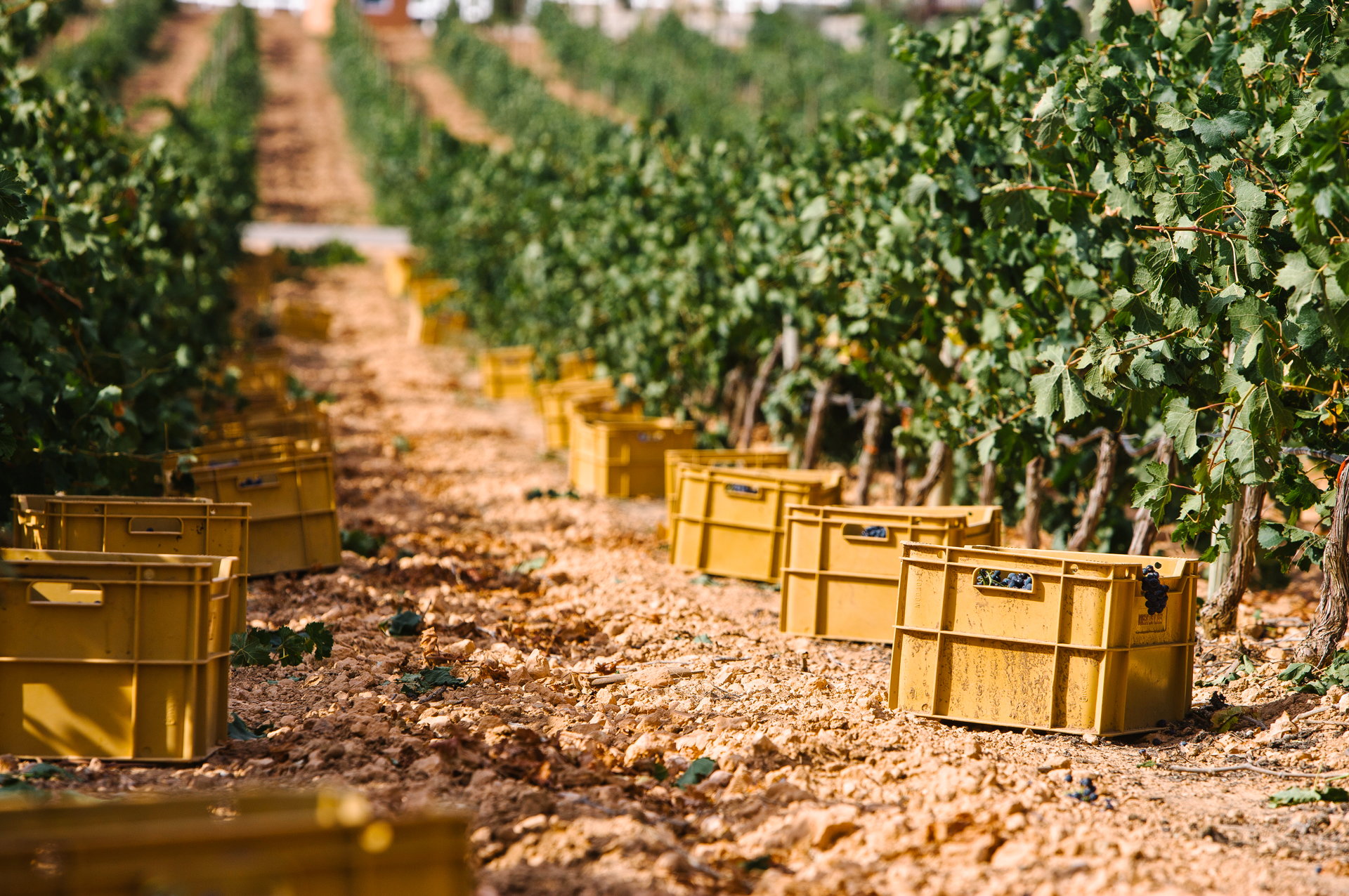 El vino es un gran atractivo turístico en España