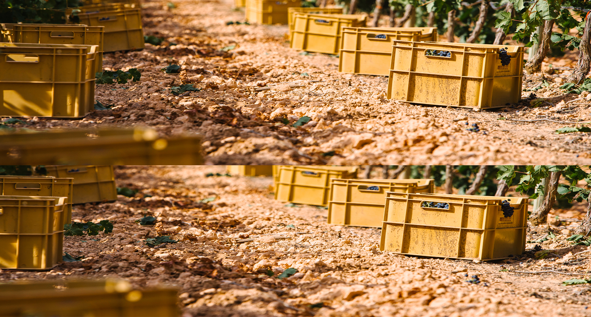 Castilla-La Mancha, capital of hunting