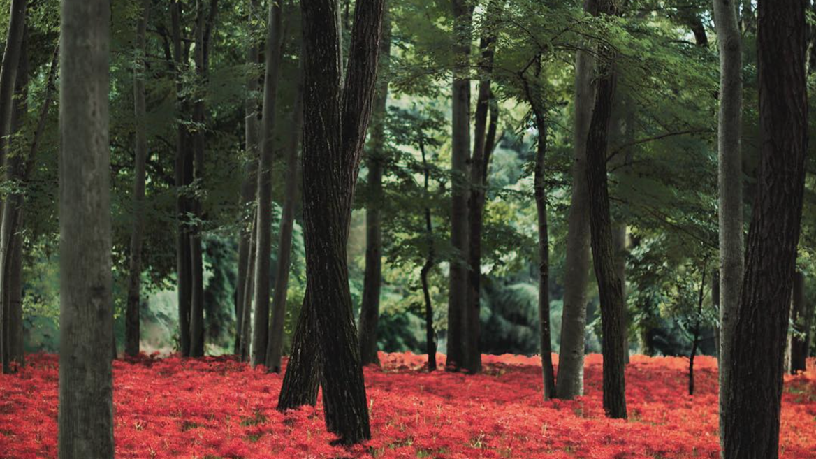 The higanbana (red spider lily) flower may seem delicate,