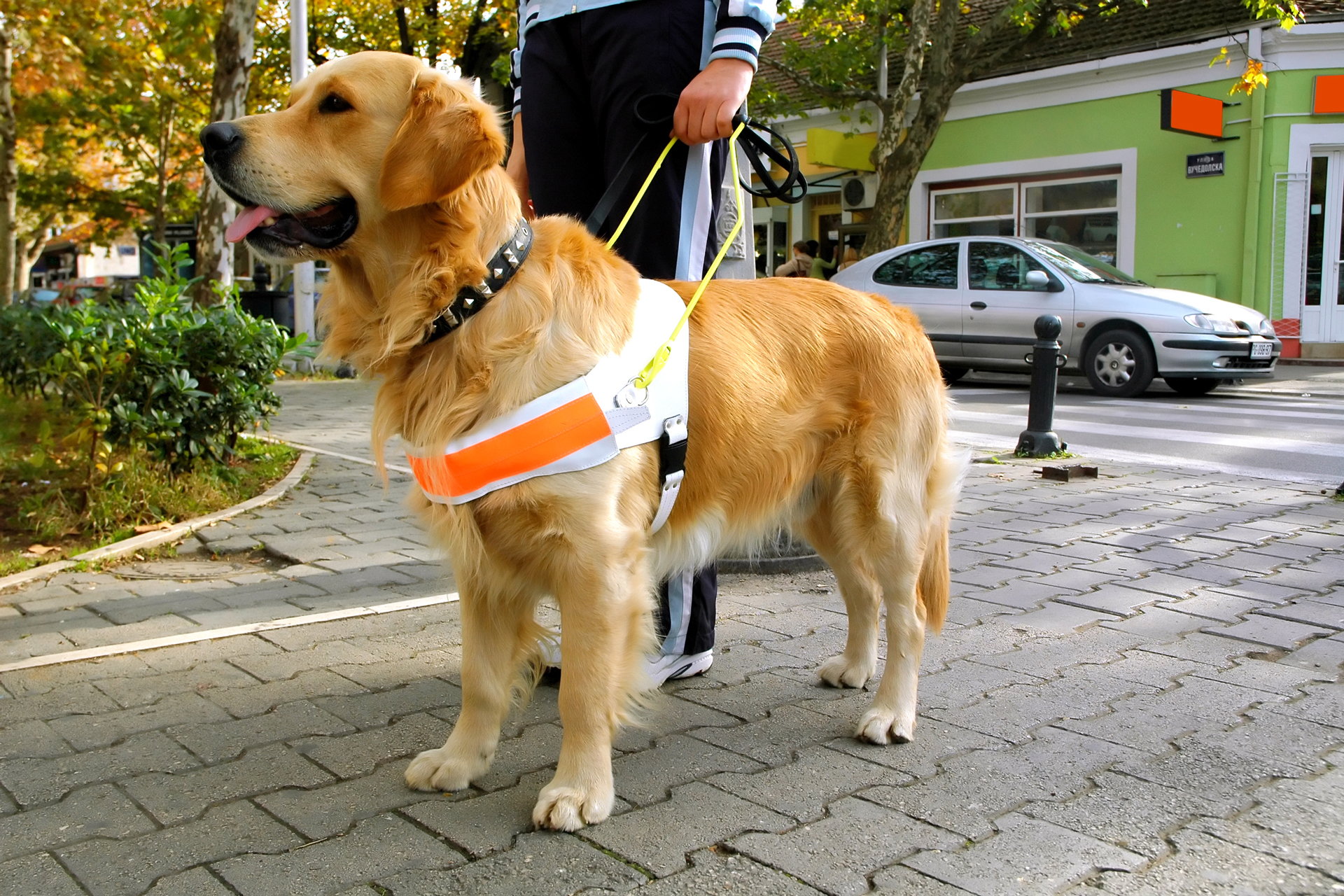Perros guías para unas vacaciones más accesibles