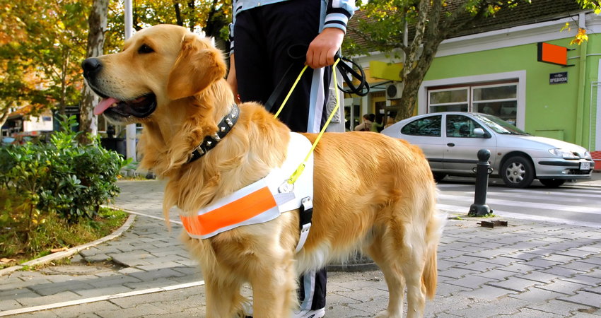 Perros guías para unas vacaciones más accesibles