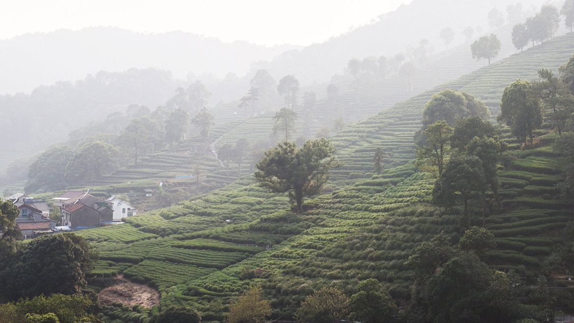 Meijiawu Tea Village (one of the least touristy local plantations)