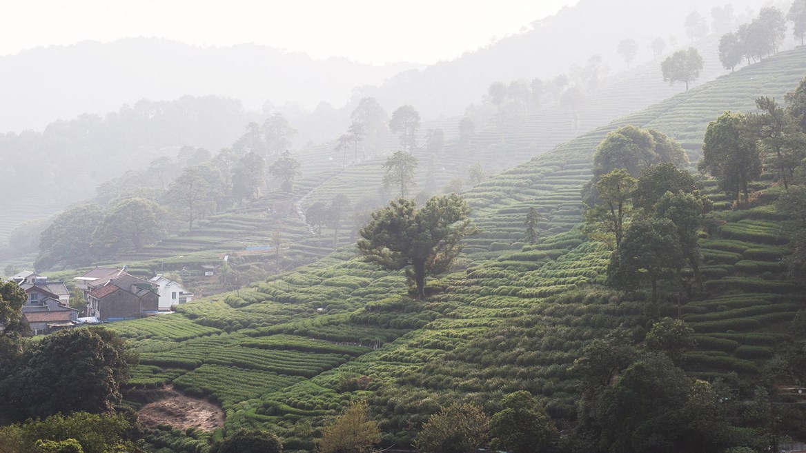 Meijiawu Tea Village (one of the least touristy local plantations)