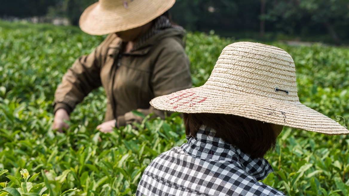 In April Longjing is harvested