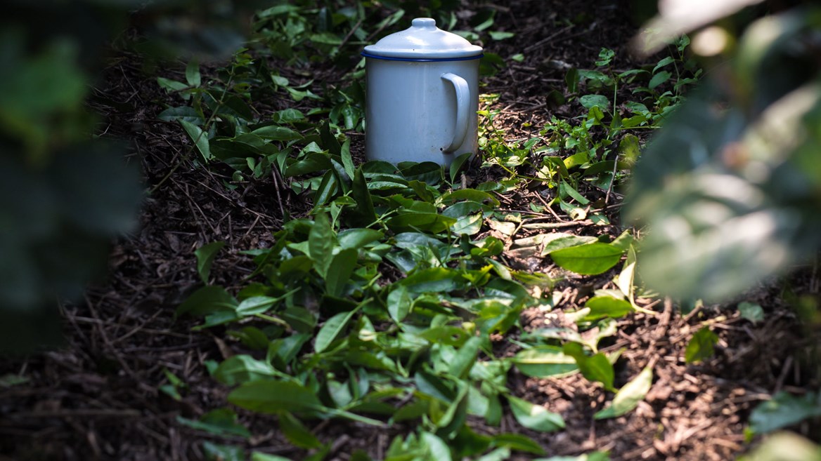 Leaves have to be harvested while they’re fresh.